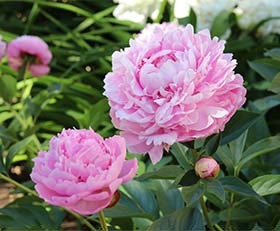 Papier peint photo Pivoines