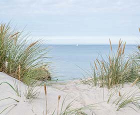 Papier peint photo Herbes des dunes