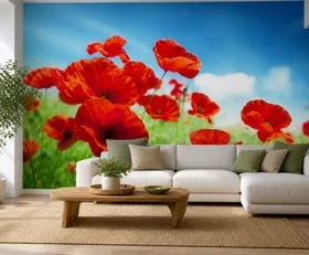 Papier peint photo Coquelicots