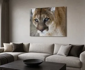 Tableau sur plexiglas Puma