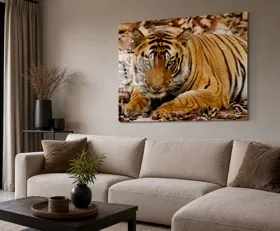 Tableau sur plexiglas Tigre