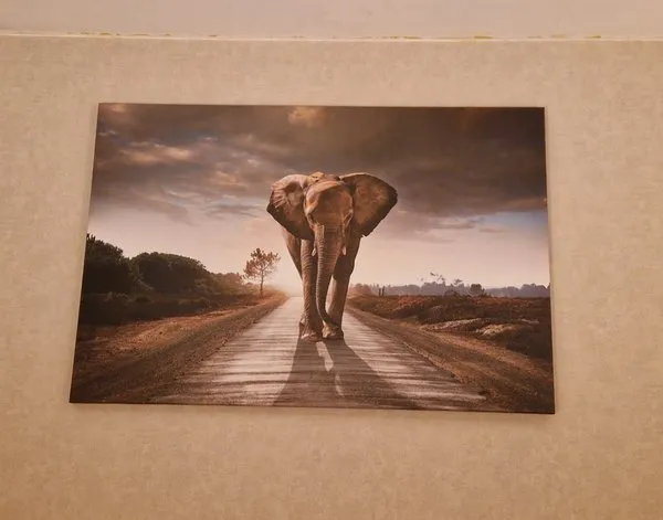 Tableau sur toile Tableau sur toile Éléphant marchant en pleine nature — inspiration de clients