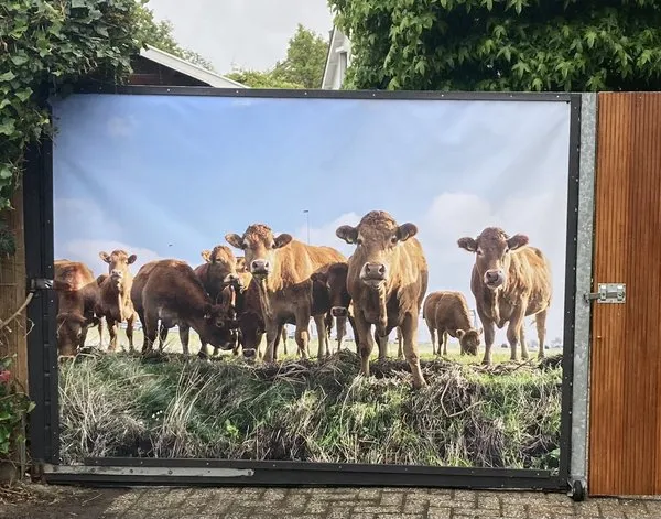 Poster de jardin Poster de jardin Curious cows looking at the photographer — inspiration de clients